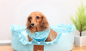 Puppia Softharness Vivien PALA-AC860